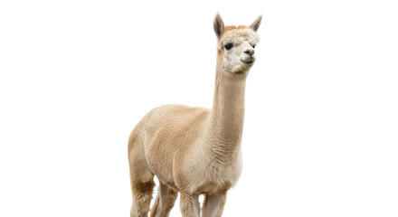 Obraz premium Beige alpaca standing, side view animal cutout Isolated on white background