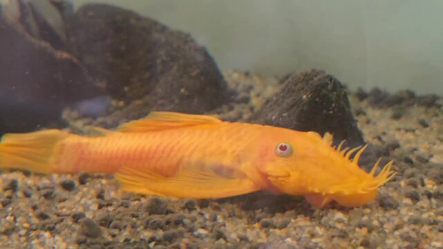 Albino Bristlenose Pleco (Ancistrus sp.) with prominent facial tentacles resting on a gravel substrate in an aquarium.