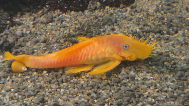  Albino Bristlenose Pleco (Ancistrus sp.) showing facial bristles on dark aquarium substrate.