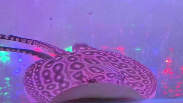 Top-down view of a patterned Pearl stingray swimming in an aquarium with blue lighting.