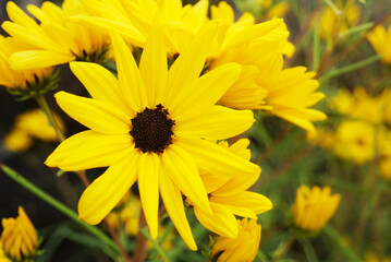 Fototapeta premium Bright yellow Rudbeckia flowers (Black-eyed Susan) blooming in a summer garden.