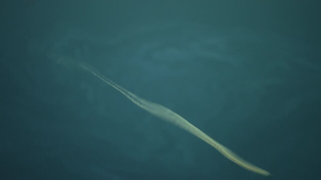 Diffuse reflection of an airplane and contrail on calm water surface with focus pull, 4K.