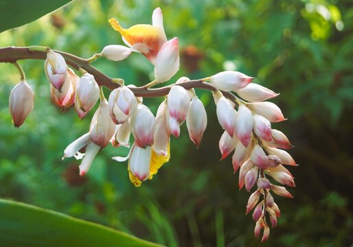 Fleur d' alpinia zerumbet , &agrave;-tout-maux, larmes de la vierge , plante aromatique et m&eacute;dicinale