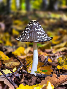 Close-up view of a magpie inkcap mushroom (Coprinopsis picacea) with its distinctive dark, white-speckled bell-shaped cap growing among golden autumn fallen leaves in a forest.