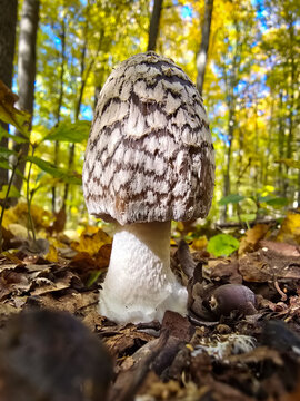Magpie inkcap mushroom (Coprinopsis picacea) growing among fallen autumn leaves on the sunny forest floor in low angle perspective.