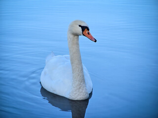Obraz premium Elegant white Mute Swan floating on calm blue water. Close-up profile of the graceful bird with orange beak and black facial mask. High-quality wildlife photography for nature and animal themes.