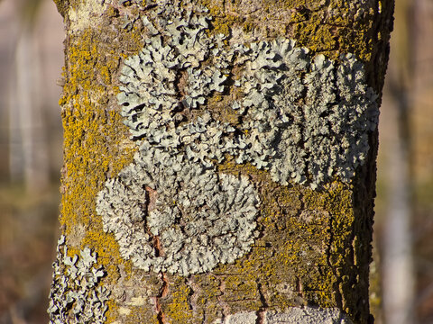 Close-up of circular grey foliose lichen and vibrant yellow crustose lichen growing on textured tree bark. Detailed macro shot showcasing natural patterns and organic textures in sunlight.