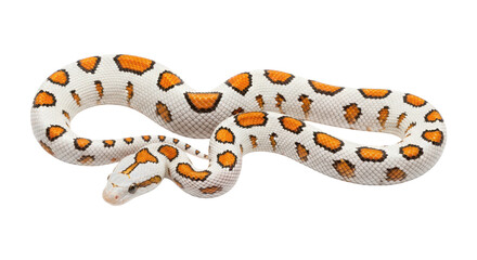 A white snake with orange and brown spots curled up on isolated transparent background