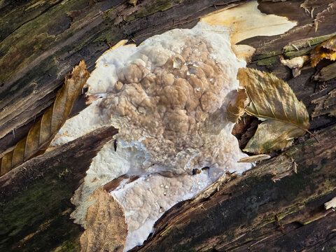 Close-up of a resupinate polypore fungus growing on a decaying log. Lumpy tan and white texture with droplets of amber-colored guttation liquid on the surface. Natural woodland macro background.