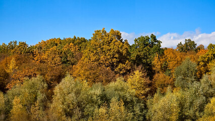 Fototapeta premium Lush autumn forest in Romania under a clear blue sky. Vibrant golden, orange and green foliage of mixed deciduous trees in bright sunlight. High-quality seasonal nature landscape.