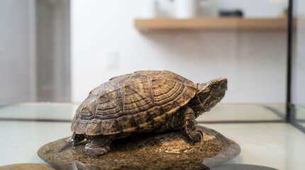 Obraz premium Serene turtle basking peacefully on a mossy rock in its clear glass habitat, an ancient spirit observing the quiet indoor world
