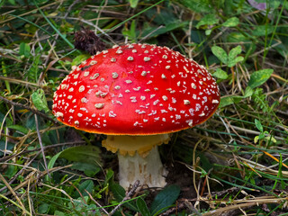 A striking Fly Agaric (Amanita muscaria) mushroom with a vibrant red cap covered in white spots sits among green and brown forest ground cover. Its stem is pale yellow-white.