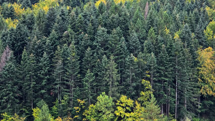 Dense coniferous forest landscape in the Carpathian Mountains of Romania. Lush green fir and pine trees cover rolling hills, with hints of yellow autumn foliage. Serene natural background. © Dan