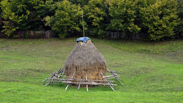 Traditional hayrick (haystack) supported by a wooden frame in a grassy field. Rustic rural scene with a backdrop of autumn trees and a wooden fence. Autumn landscape in rural Romania.