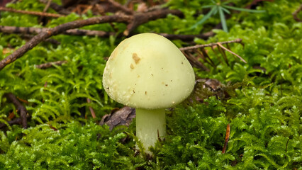Close-up of a pale yellow Amanita citrina (false death cap) mushroom with a rounded cap and stem,...