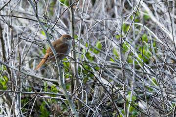 Nachtigall ( Luscinia megarhynchos ) in ihrem Revier im Fr&uuml;hjahr 
