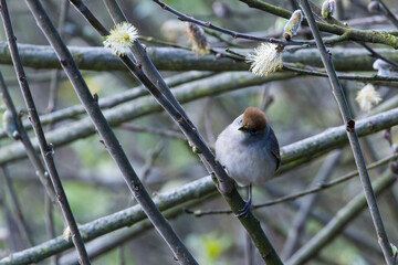 Weibchen der M&ouml;nchsgrasm&uuml;cke (Sylvia atricapilla)	