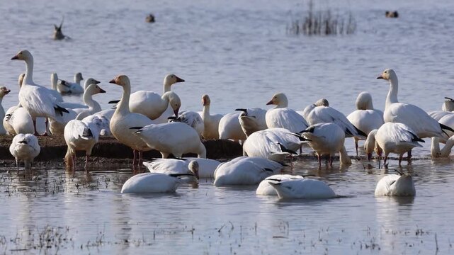 Large flock of snow geese (Anser caerulescens) foraging and preening in shallow wetland water at Sacramento National Wildlife Refuge, California. Winter migratory waterfowl behavior.