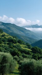 Obraz premium Serene Composition of Olive Groves and Terraced Hills in Moroccan Landscape