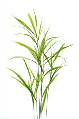 Fototapeta premium Isolated Green Bamboo Grass Plant Stalks & Vibrant Leaves on White Background – Natural Foliage