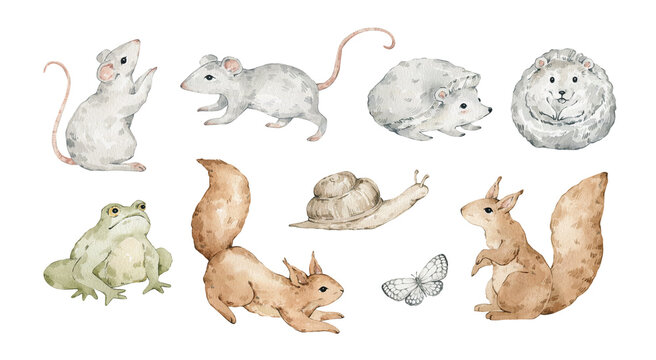 Watercolor set with forest wild animals. Mouses, hedgehogs, squirrels, snail, frog, butterfly