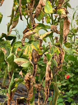 Disease of tomato, late blight. Manifestations of late blight on tomato leaves. Fungal disease of tomatoes - Phytophthora infestans