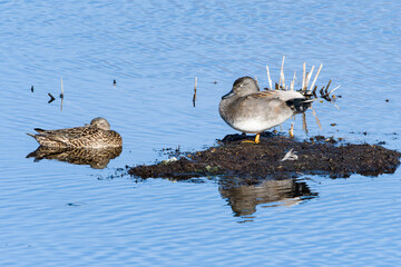 Schnatterenten P&auml;rchen	