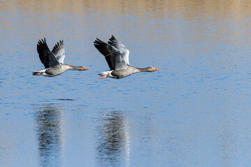 Fliegende Graug&auml;nse in der Abendsonne	