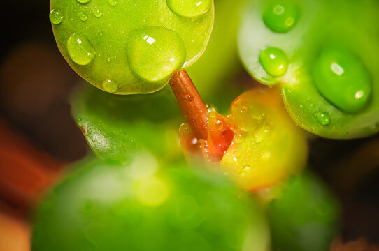 Makro von Wassertropfen auf gr&uuml;nen Bl&auml;ttern, Frische, Natur