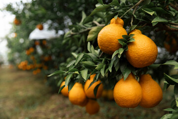 A bountiful harvest of orange in the orchard