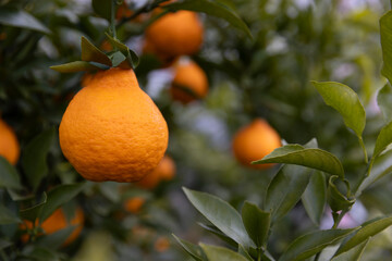 A bountiful harvest of orange in the orchard