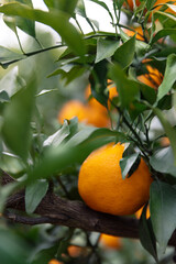 A bountiful harvest of orange in the orchard