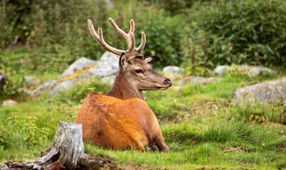 Naklejka premium Majestic red deer stag resting in green meadow.