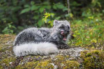 Naklejka premium Arctic fox (Vulpes lagopus) also known as the white fox, polar fox, or snow fox. Lives in to the Arctic regions of the Northern Hemisphere and common throughout the Arctic tundra.