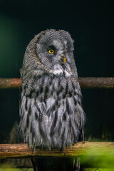 Naklejka premium Great grey owl (Strix nebulosa) close-up.