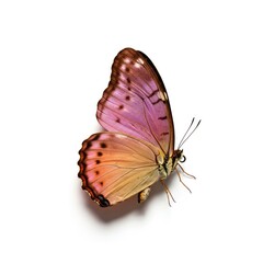 A beautiful butterfly specimen with colorful wings rests peacefully isolated against a clean white background, showcasing fragile nature ,pattern ,insect ,vivid
