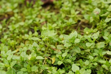 Closeup on emerging green leaves of common chickweed Stellaria media