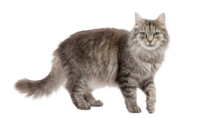 a majestic long-haired gray tabby cat stands attentively on a stark transparent background, its piercing green eyes and fluffy mane captured in high detail, showcasing its wild and elegant presence. © Ronald