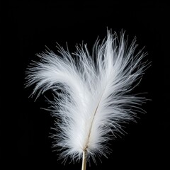 A marvelous close-up of a soft white plume delicately suspended in the air, capturing light, grace, wonder, and extraordinary natural beauty ,texture ,macro ,stunning