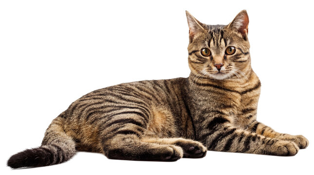 Detailed Studio Photo of Striking Tabby Cat Lying Down with Golden Eyes Looking Forward, Showcasing Sharp Features and Intricate Fur Patterns on Transparent Background