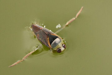 Water Boatman , Notonecta maculata Glide on Surface: Aquatic Bug in Pond, Nature Close-Up Gaze, Natural World Wonders, Harmony and Serenity © Henk