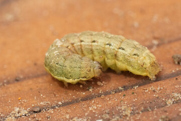 Closeup on a light green caterpillar of the Large yellow underwing moth, Noctua pronuba on wood © Henk