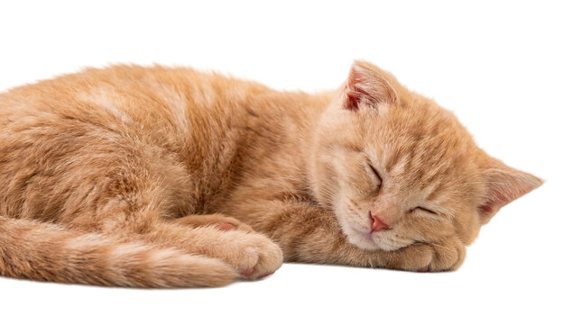 adorable ginger kitten peacefully sleeping curled up on a transparent background.