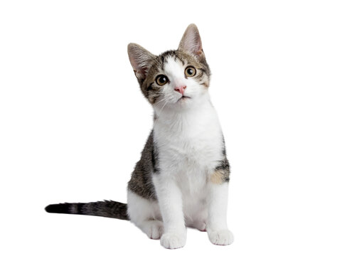 adorable bicolor kitten sitting attentively, with large innocent eyes and a curious tilt to its head, isolated on a transparent background.