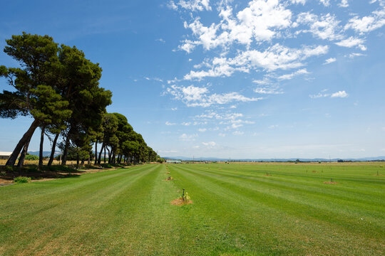 Italien - Toskana - Provinz Livorno - Rollrasen