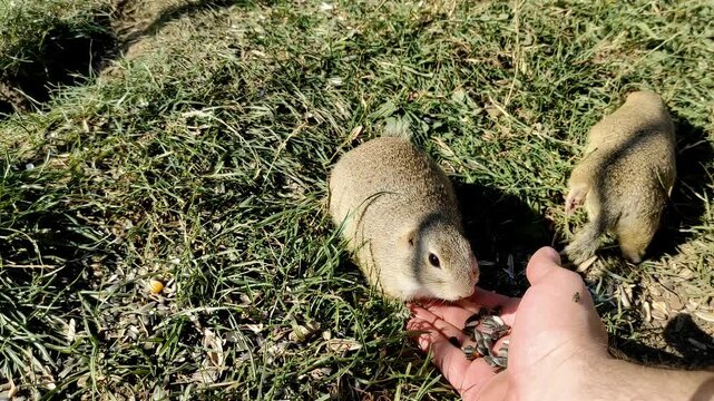 Ground squirrels in nature at a place called Syslovisko 2 km from the village of Muran, Slovakia.
