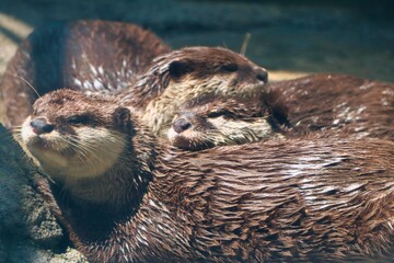 Otters
