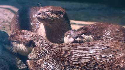 Otters
