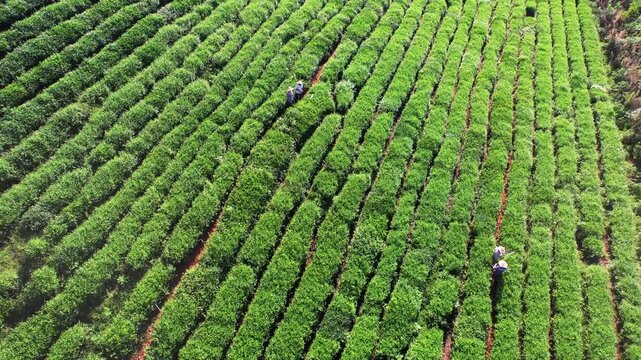 Tea Plantation Aerial View with Harvesting Workers