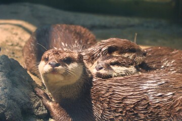 Otters